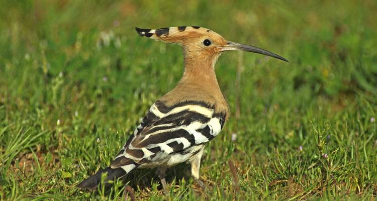 The Great Bustard Adventure - Be Cool 2