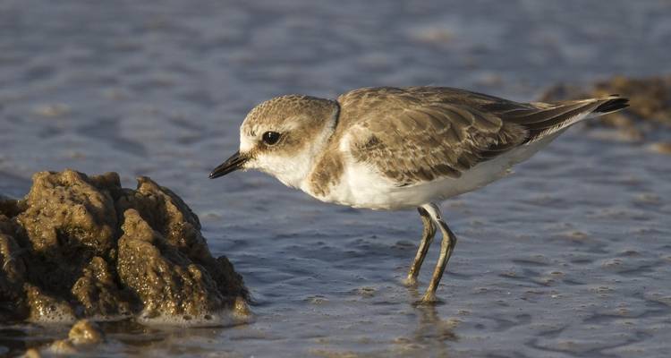 The Great Bustard Adventure - Be Cool 7