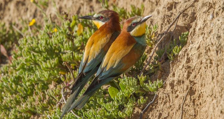 The Great Bustard Adventure - Be Cool 8