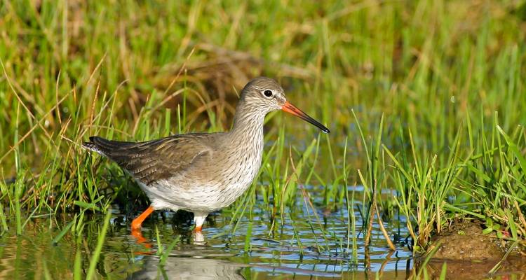 The Great Bustard Adventure - Be Cool 10