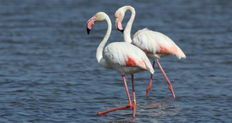 The Great Bustard Adventure - Be Cool 4