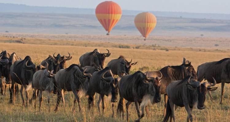 Wildebeest herd on open savannah with hot air balloons in the background.