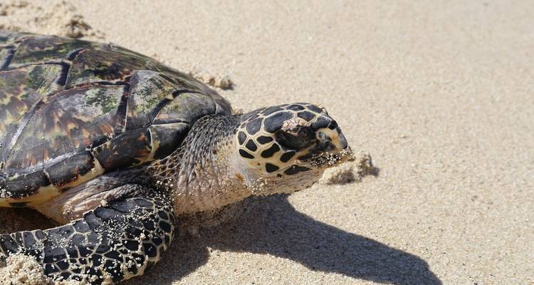 Safari por Australia con Fiyi - Globus 1