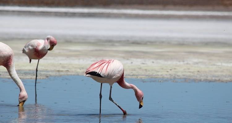 From Buenos Aires to La Paz via Uyuni (15 Nights) - Hi Travel Argentina 10