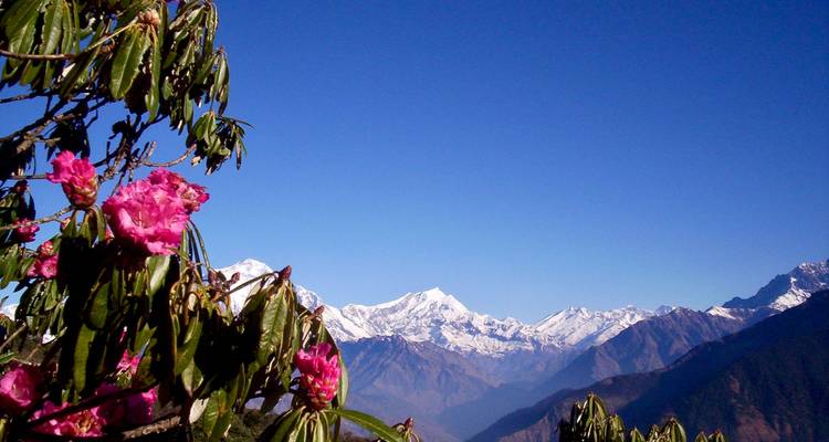 Bergblick mit blühenden Blumen im Vordergrund