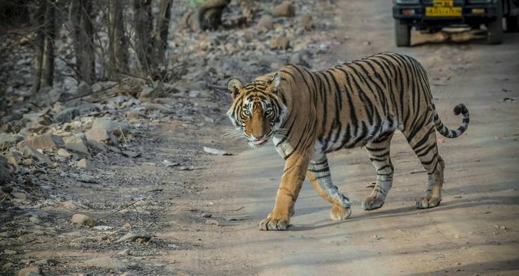 Un tigre de Bengala salvaje camina con confianza por un sendero de tierra dentro del Parque Nacional Ranthambore.