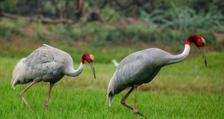 Una pareja de grullas sarus forrajea elegantemente en la exuberante hierba verde del Parque Nacional Keoladeo.
