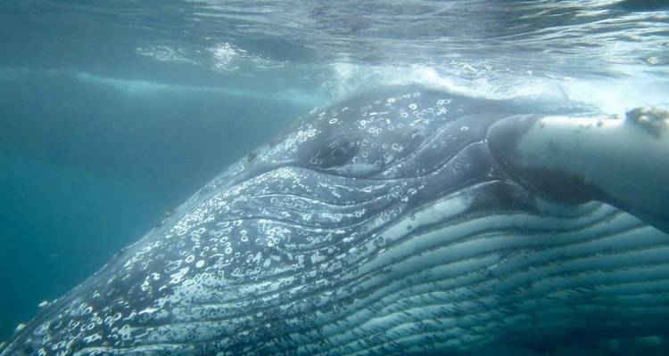 Cape Town Divers Experience 4Days /3Nights( Comfort) - Across Africa Tours & Travel 6