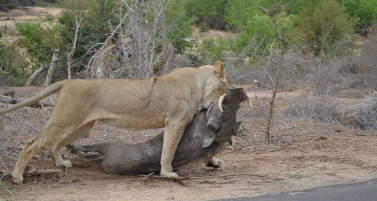 Cape Town Divers Experience 4Days /3Nights( Comfort) - Across Africa Tours & Travel 1