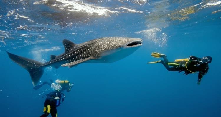 Cape Town Divers Experience 4Days /3Nights( Comfort) - Across Africa Tours & Travel 7