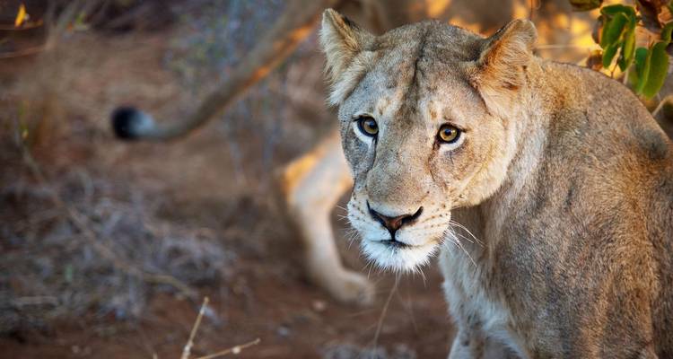 Cape Town Divers Experience 4Days /3Nights( Comfort) - Across Africa Tours & Travel 4