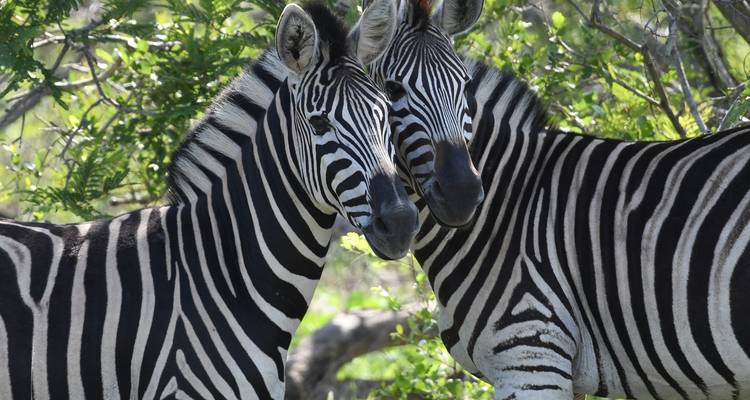 Kruger National Park Express 3 Days/ 2 Nights ( Comfort) - Across Africa Tours & Travel 4