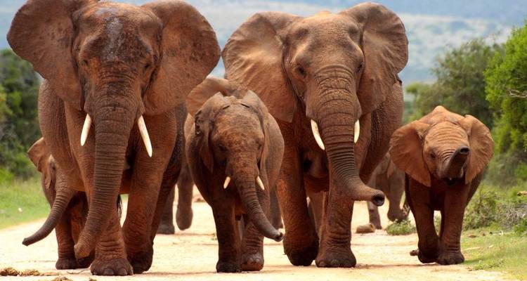 Safari d'aventure à Johannesburg 4 jours/3 nuits - Across Africa Tours & Travel 3