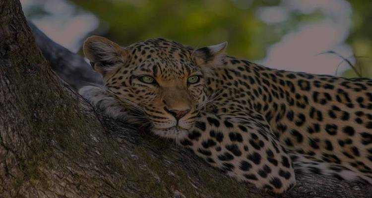 Safari d'aventure à Johannesburg 4 jours/3 nuits - Across Africa Tours & Travel 2