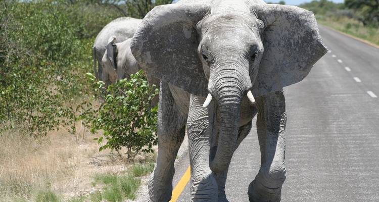 Etosha Express Safari 3 jours / 2 nuits (Camping) - Across Africa Tours & Travel 1