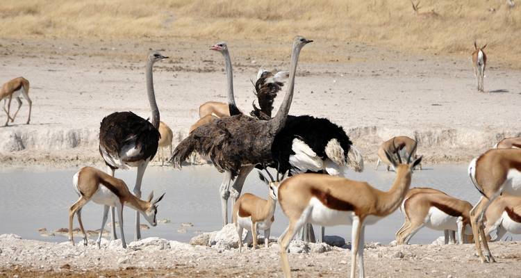 Etosha Express Safari 3 jours / 2 nuits (Camping) - Across Africa Tours & Travel 2