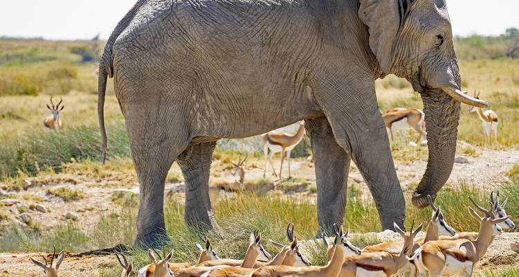 Etosha Express Safari 3 jours / 2 nuits (Camping) - Across Africa Tours & Travel 3