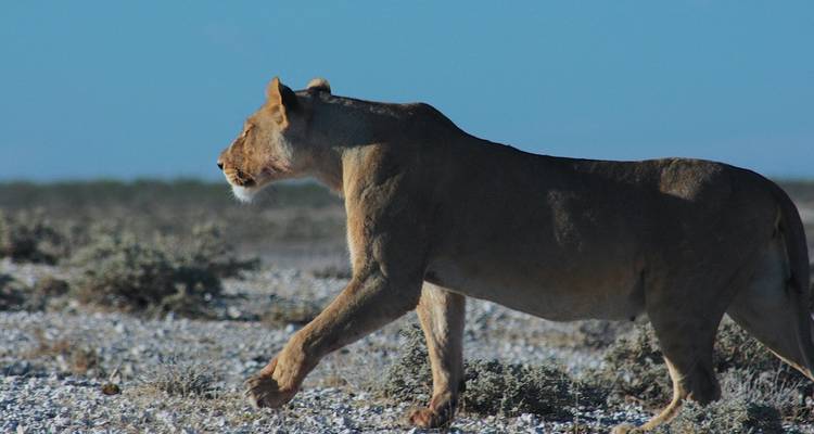 Etosha Express Safari 3 jours / 2 nuits (Camping) - Across Africa Tours & Travel 4