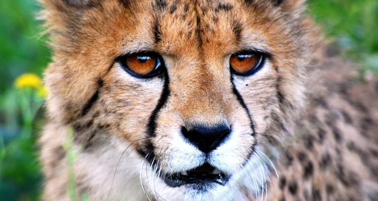 Safari exprés a Etosha 3 días / 2 noches - Across Africa Tours & Travel 3