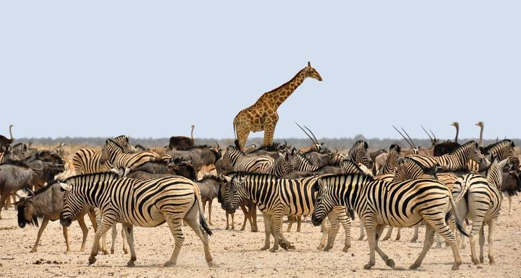 Etosha NP & Swakopmund Safari 4 Days/ 3 Nights ( Comfort) - Across Africa Tours & Travel 2