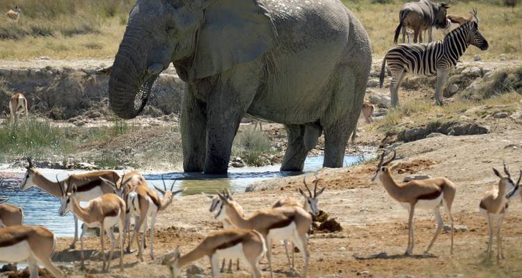 Etosha NP & Swakopmund Safari 4 Days/ 3 Nights ( Comfort) - Across Africa Tours & Travel 4