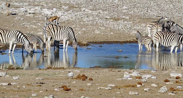 Etosha NP & Swakopmund Safari 4 Days/ 3 Nights ( Comfort) - Across Africa Tours & Travel 6