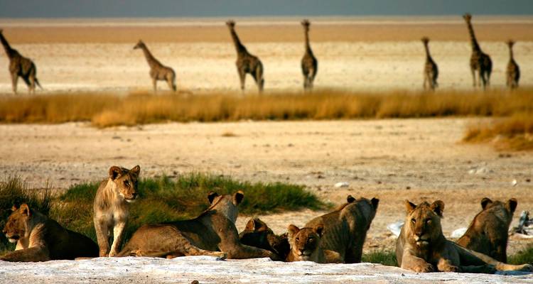 Parc national d'Etosha, Swakopmund et Sossusvlei (camping) 8 jours - Across Africa Tours & Travel 7