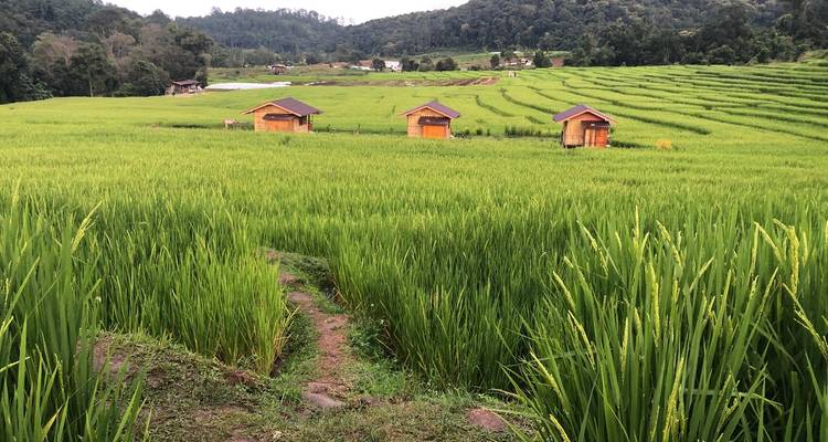 Pequeñas cabañas en un vasto campo verde de arroz.