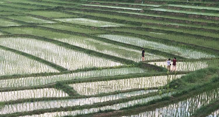 Personas caminando por campos en terrazas llenos de agua.