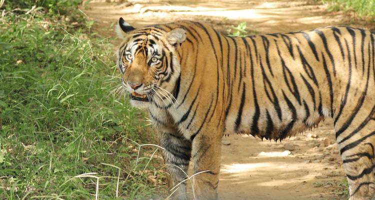 Bengaalse tijger die op een junglepad staat, omringd door groen gebladerte, zijwaarts kijkend