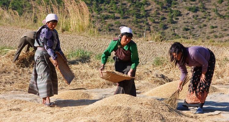 Femmes travaillant dans un champ, battant le grain avec des outils traditionnels.
