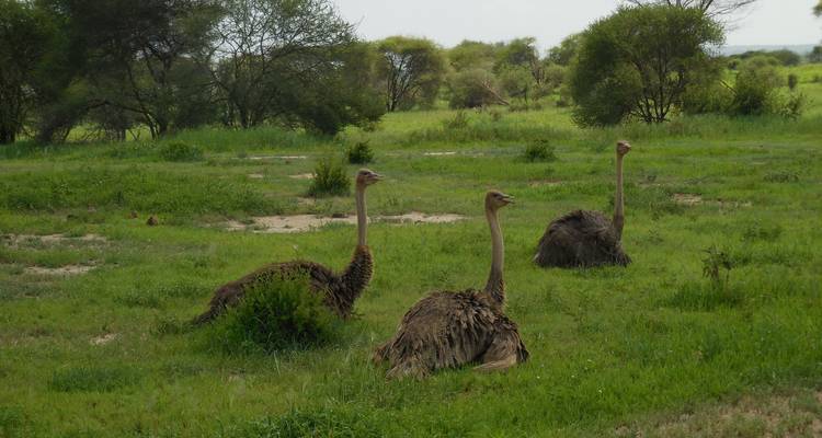 Three ostriches sitting on the grassy plains.
