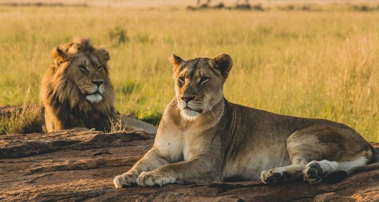 A pair of lions resting on rocks in the savannah.
