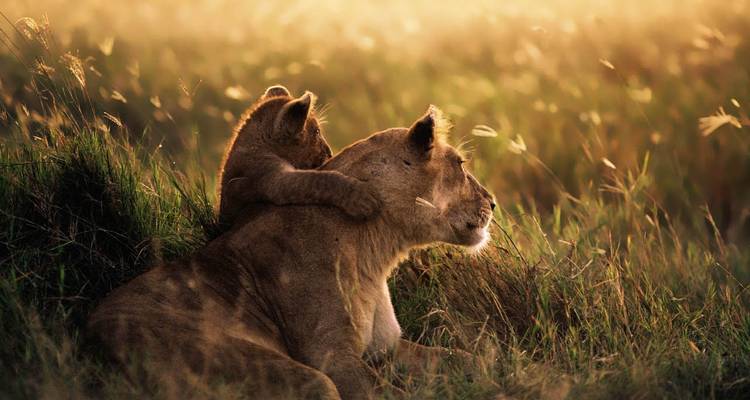 Lioness and cub embracing in grass at sunset.