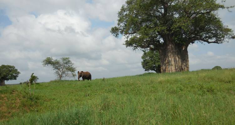 Safari de 4 días por la vida salvaje del valle del Rift - Grupo pequeño - Adventure Makers Tanzania 1