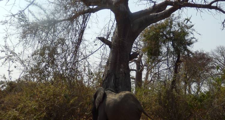 9 jours de safari aérien dans les joyaux du sud de la Tanzanie - Adventure Makers Tanzania 6