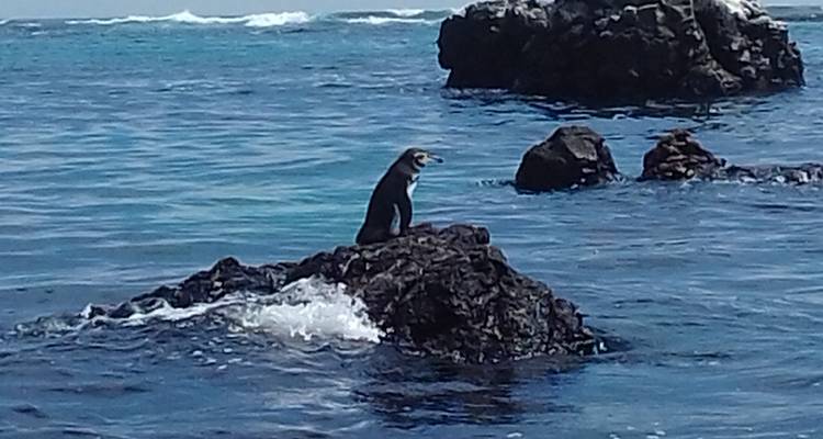 Les Galapagos en bref - True Ecuador Travel 8