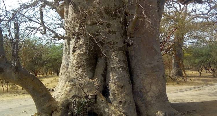 Senegal Highlights 8 Days / 7 Nights ( Comfort Plus) - Across Africa Tours & Travel 2