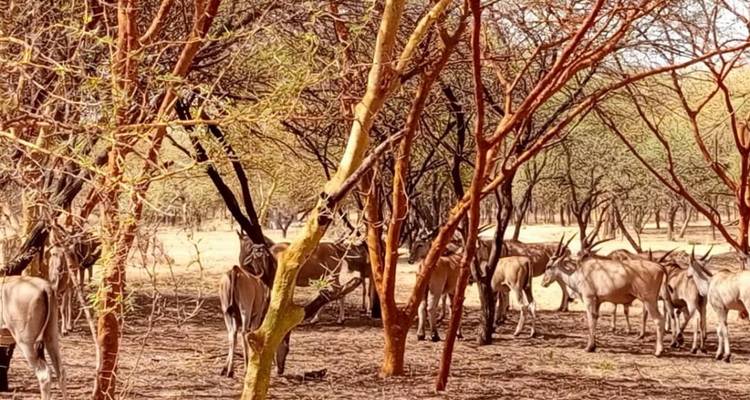 Senegal Highlights 8 Days / 7 Nights ( Comfort Plus) - Across Africa Tours & Travel 3