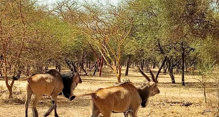 Senegal Highlights 8 Days / 7 Nights ( Comfort Plus) - Across Africa Tours & Travel 4