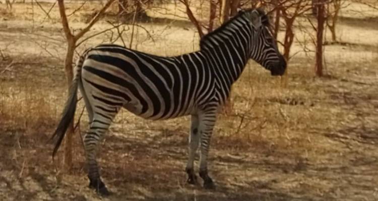 Senegal Highlights 8 Days / 7 Nights ( Comfort Plus) - Across Africa Tours & Travel 7