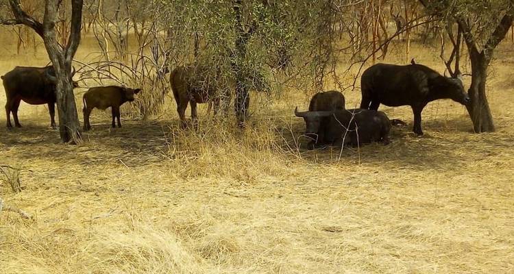 Senegal Highlights 8 Days / 7 Nights ( Comfort) - Across Africa Tours & Travel 7