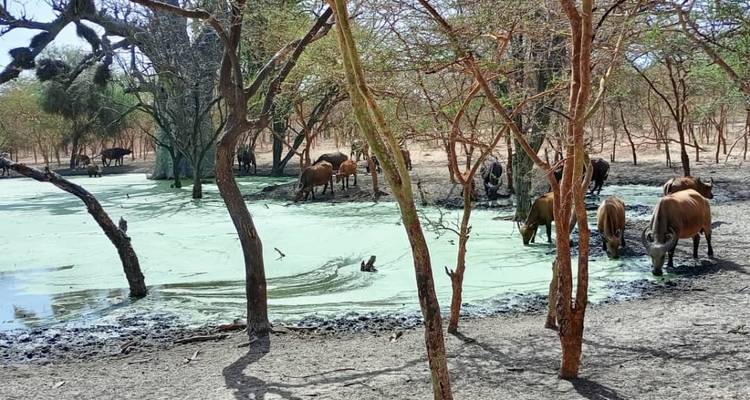 Les points forts du Sénégal 8 jours / 7 nuits - Across Africa Tours & Travel 2