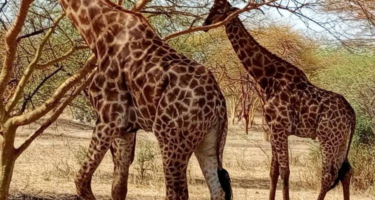Les points forts du Sénégal 8 jours / 7 nuits - Across Africa Tours & Travel 4