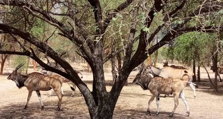 Les points forts du Sénégal 8 jours / 7 nuits - Across Africa Tours & Travel 9