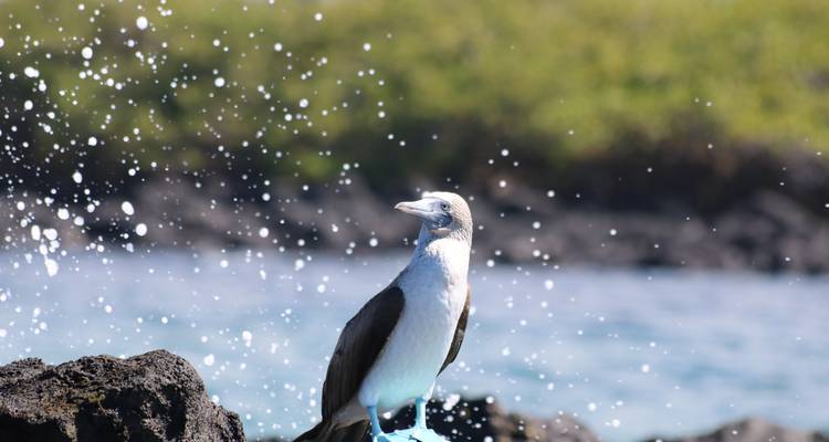 Natural Galapagos - True Ecuador Travel 1