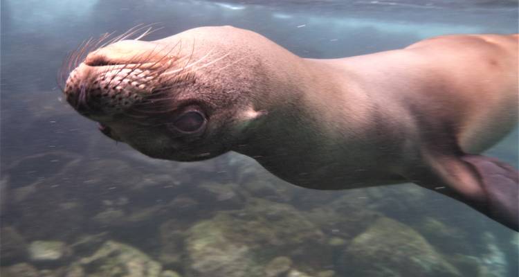 Darwin's Galapagos - True Ecuador Travel 8