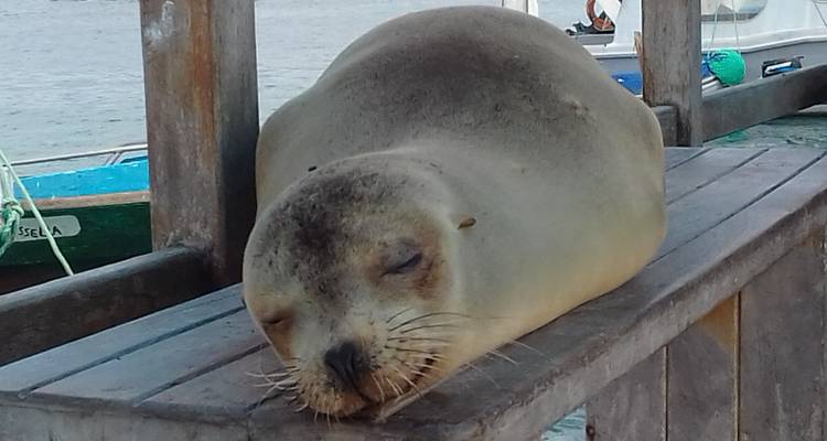 Galápagos al descubierto - True Ecuador Travel 3