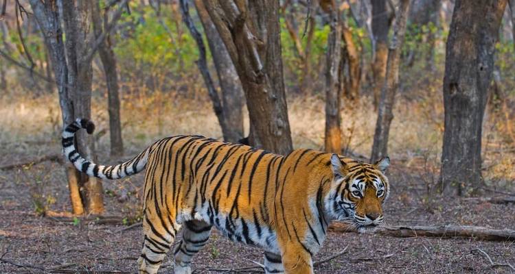 05 jours - Circuit du triangle d'or avec safari tigre - Trek India tours  1