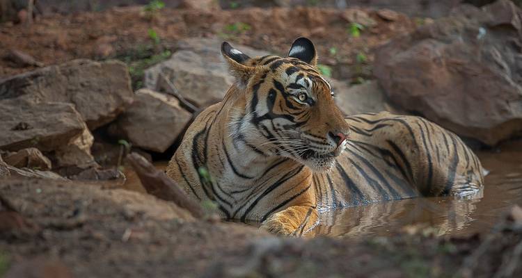05 jours - Circuit du triangle d'or avec safari tigre - Trek India tours  8